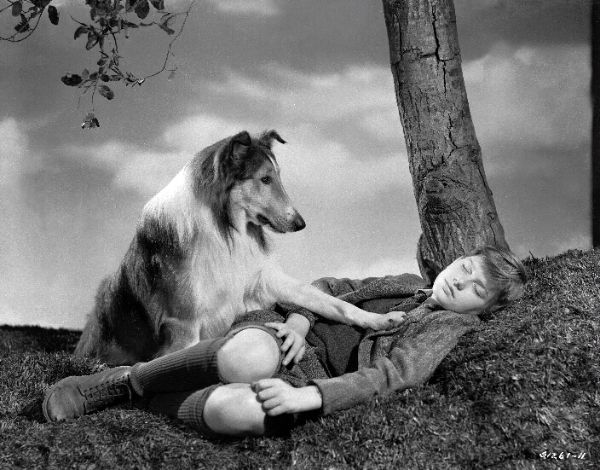 Lassie Come Home 1943 Fred Wilcox Synopsis Characteristics